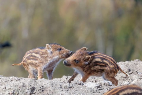 Two young wild boars (Sus scrofa) are playing together on a sunny day in a dry field. Bavaria,