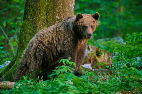 A brown bear stands alert next to a tree in the forest, European brown bear (Ursus arctos),
