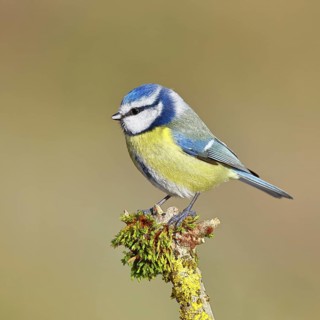 Blue tit (Parus caeruleus), sitting on a branch covered with moss, Wilnsdorf, North
