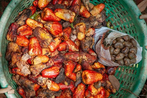 Freshly harvested cashew nuts in a basket, Bilathikulam, Calicut, Kerala, South India, India