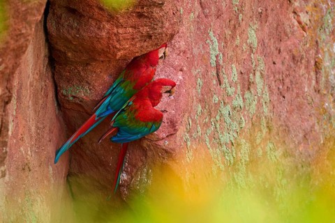 A pair of red parrots sits in front of a moss-covered rock face in a quiet environment,