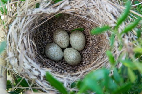 Granelli, Italy, Pantani Cuba and Longarini, velvet warbler, Sardinian warbler, Sylvia