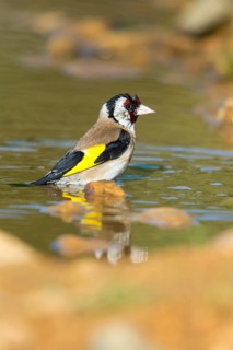 Carduelis carduelis, goldfinch, goldfinch, goldfinch, bath, bird bath, birds, high size, portrait