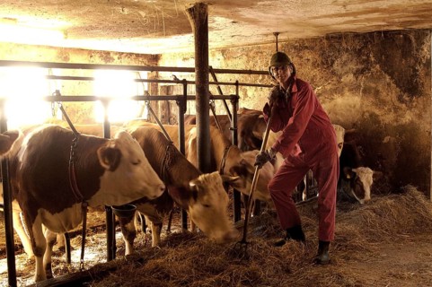 Helper in a barn on a farm, Middle Franconia, Bavaria, Germany