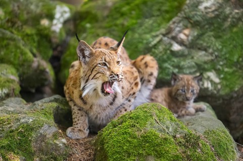 Eurasian lynx (Lynx lynx) mother with her youngsters (cubs) lying on a rock in a forest, Bavaria,