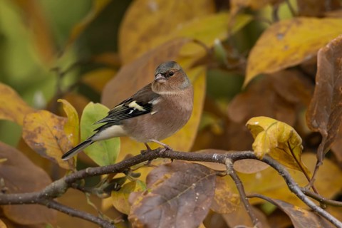 Chaffinch (Fringilla coelebs) adult male garden bird in a magnolia tree with autumn colour leaves,