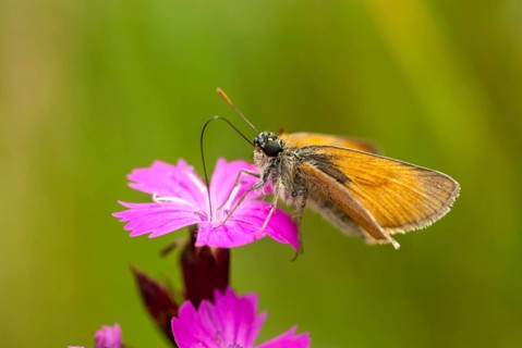 Brown-headed brown thighead, ochre-yellow brown-thighead, ochre-yellow thighead, Thymelicus