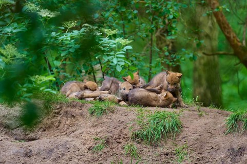 A pack of young wolves resting on a mound, surrounded by woodland, wolf (Canis lupus), Germany