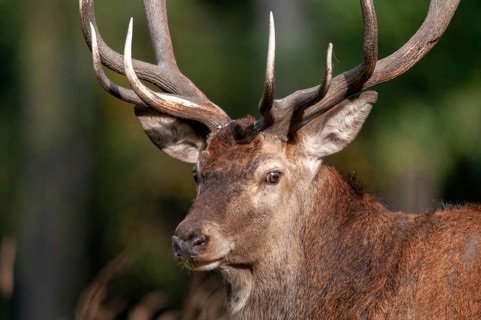 Artiodactyla, Cervus Elaphus, even-toed ungulate, cloven-hoofed, red deer, red deer, deer, mammals,