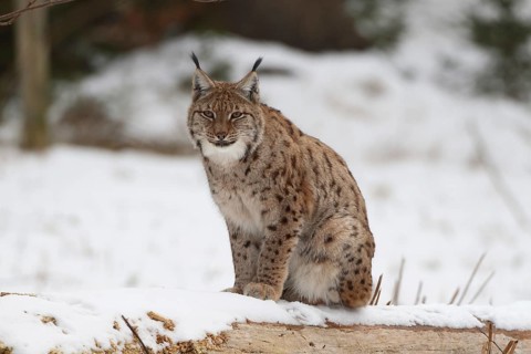 A lynx is sitting on a snow-covered tree trunk in the forest, resting. The surroundings are