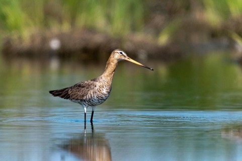 Black-tailed godwit, limosa limosa, birds, charadriiformes, limikolen, snipe birds, scolopacidae,