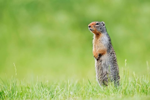 A Columbia ground squirrel (Urocitellus columbianus, Spermophilus columbianus) stands upright in a