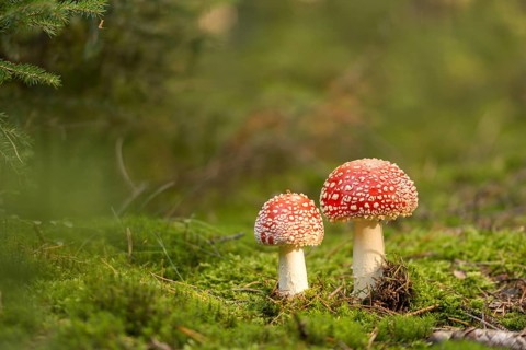 Amanita citrina, amanita muscaria, sweeper, toadstool, chimney sweeper, red toadstool, bead agaric,