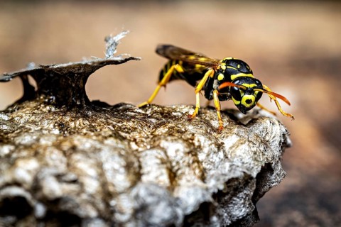 A wasp moving along the edge of a nest, with yellow and black markings, field wasps on their