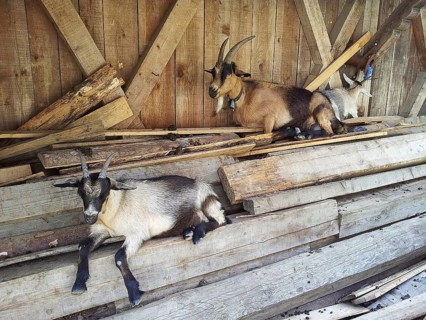 Goats (capra) resting on stacked wood in a rustic barn, E5, hiking in the Alps, crossing the Alps,