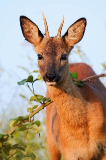 European roe deer (Capreolus capreolus), male roe deer, North Rhine-Westphalia, Germany