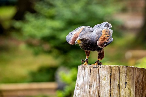 A bird of prey spreads its wings on a tree trunk, surrounded by a natural woodland setting: a