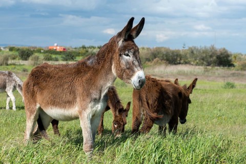 Donkey, Equus asinus, donkey, even-toed ungulate, granelli, house donkey, Italy, odd-toed