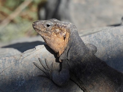 Portrait of a Gran Canaria giant lizard (Gallotia stehlini) on a rock, bathed in sunlight, with a