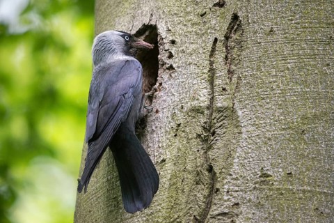 Corvus monedula, jackdaw, tree-breeding jackdaws, tree breeders, birds, corvidae family of birds,