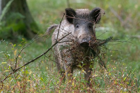 Artiodactyla, even-toed ungulate, cloven-hoofed, wild boar, wild boar, boar, boar, cauldron,