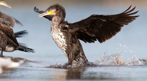 Black shag, cormorant, phalacrocorax carbo, birds, flying, flight, immaturus, not sexually mature,