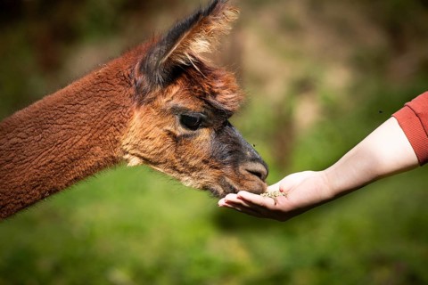 A llama is being fed by hand, surrounded by green countryside. A cosy and peaceful atmosphere,
