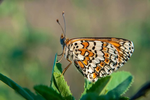 Brandenburg, common cheek moth, Germany, Glanville Fritillary, Melitaea Cinxia, Nabu, national