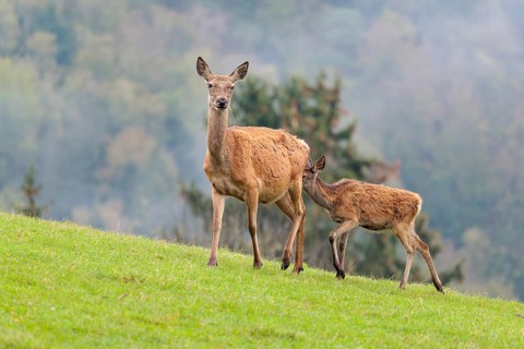A female red deer (Cervus elaphus) and her calf walk across a meadow in hilly terrain. A forest