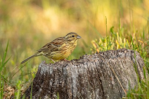 Yellowhammer Yellow Bunting (Emberiza citrinella) sits on a pile of wood. Green grass surrounds it.