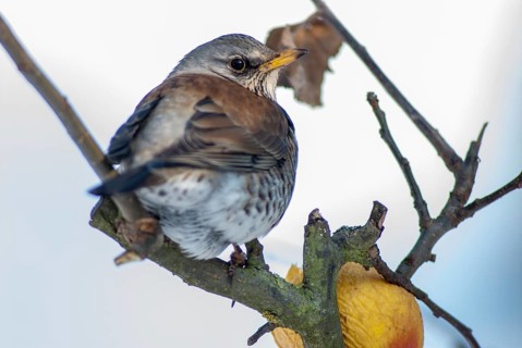 FieldFare, Turdus Pilaris, Juniper Thrush, Birds, Thrush, Garden, Meadow Orchard, Passeri,