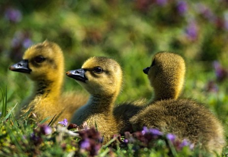 Anser Anser, Dune Boy, Greylag or Graylag Goose, Grelag Goose, Chicks, Anatidae, Birds, Duckbirds,