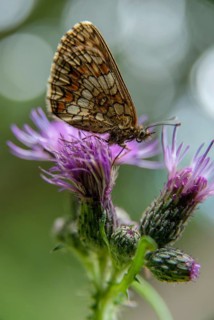 Common butterflies, heath fritillary, melitaea athalia, quail wheat moth, butterfly, high size,
