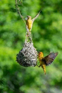 Male and female Cape Weaver Bird (Ploceus capensis) at its nest, Addo Elephant Park, South Africa