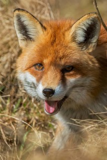 Carnivora, predators, red fox, vulpes vulpes, fox, high size, portrait format, mammals, raptors,
