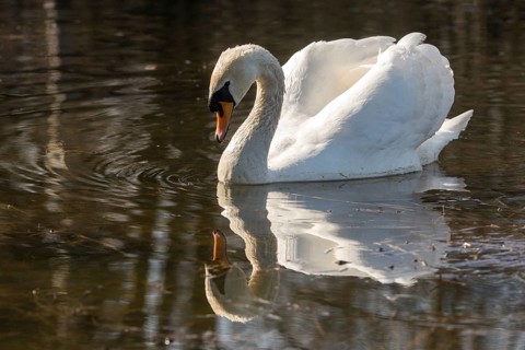 Cygnus olor, mute swan, anatidae, birds, duckbirds, cusp swan, swans, swans, birds, waterbirds