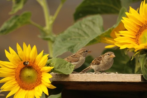 House Sparrow (Passer domesticus) – fledglings at the bird feeder in the garden amongst flowering