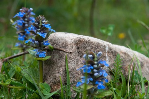 Ajuga Reptans, creeping Bugleweed, Lamiaceae, mint, blue bugle, bugle, bugleherb, bugleweed, carpet