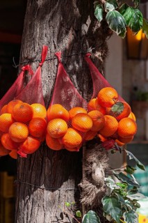 Nets full of oranges hang on a tree trunk in sunlight, surrounded by green leaves, Soller, Majorca,