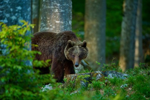 A brown bear peeks out from between the trees in the dense forest, European brown bear (Ursus