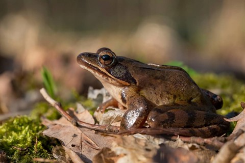Agile frog, rana dalmatina, jumping frog, amphibians, amphibians, frog, frogs, amphibians