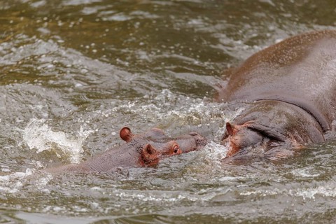 A young hippopotamus (Hippopotamus amphibius) plays in the water with its mother. Democratic