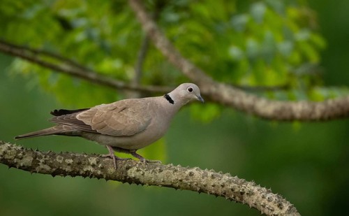 A Eurasian collared dove (Streptopelia decaocto) on a tree branch, sreepur, Gazipur, Bangladesh