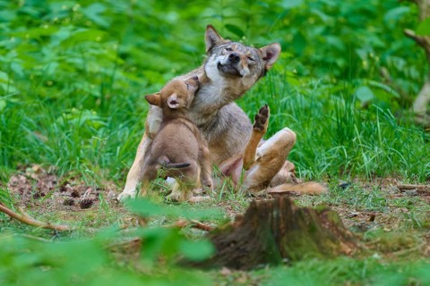 A wolf spends some tender moments with its cub in the forest, summer, wolf (Canis lupus), Germany