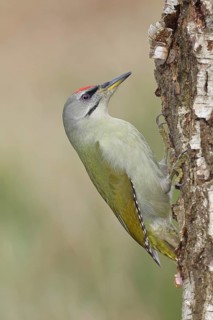 Grey-headed Woodpecker (Picus canus), a male perched on the trunk of a grey birch (Betula