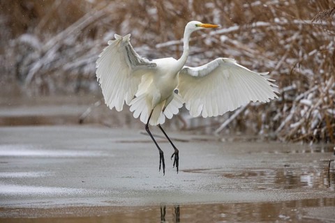 Great White Egret (Egretta alba) Germany