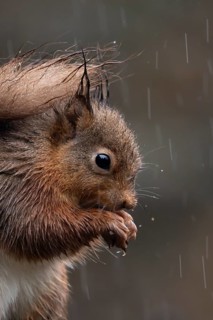 Red squirrel (Sciurus vulgaris) adult animal on a fence soaking wet in a rain storm, England,