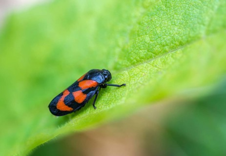 Blood cicada, cercopis vulnerata, cicadomorpha, common blood cicada, hemiptera, red-and-black