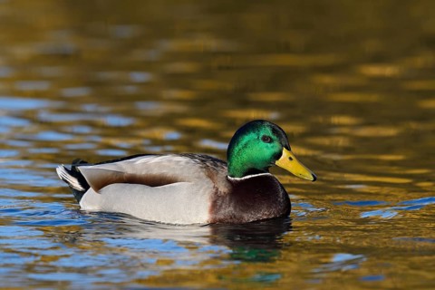 Mallard (Anas platyrhynchos), swimming drake, North Rhine-Westphalia, Germany