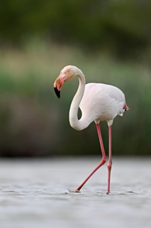 A greater flamingo (Phoenicopterus roseus), standing in the water, Camargue Regional Nature Park,